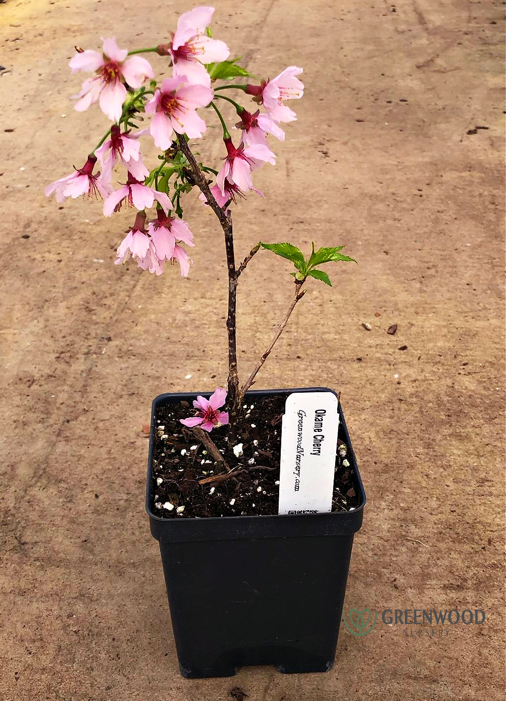 Okame Cherry Tree | Greenwood Nursery